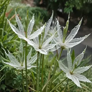 transparent plants