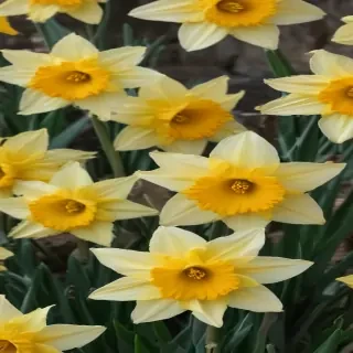 daffodil flower
