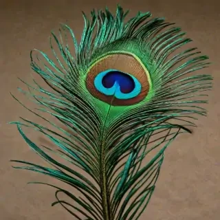peacock feather images
