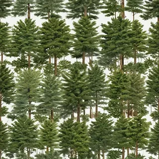 trees no background