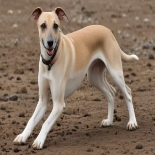 greyhound dog breed