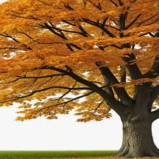 autumn tree png