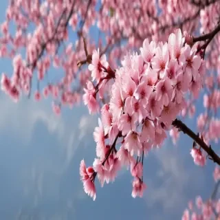 sakura blossom wallpaper