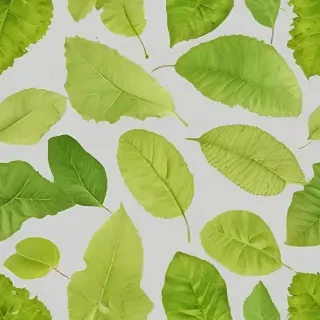 leaf transparent background