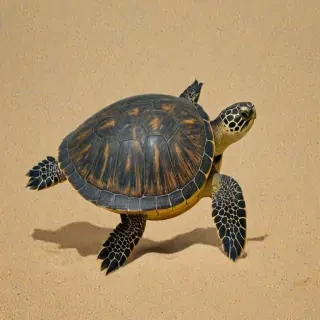 turtle background