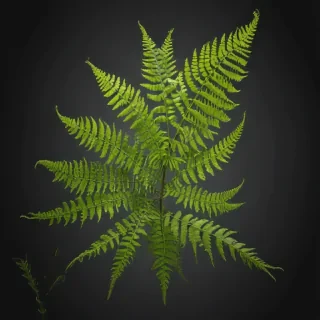 transparent fern png