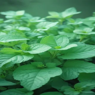 mint green backgrounds