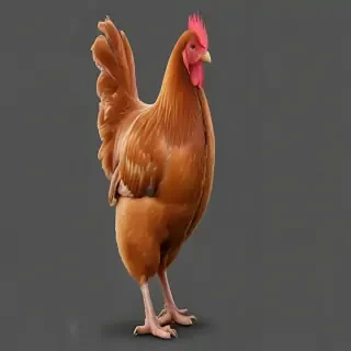 chicken transparent background