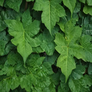 leaf background green