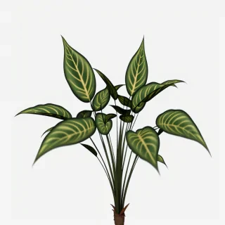 plant transparent background