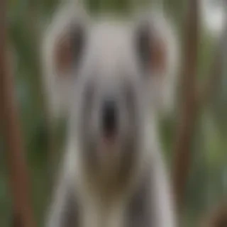 koala bear