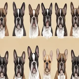 french bulldog background