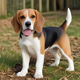 beagle  dog breed