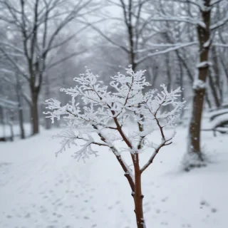 snow transparent