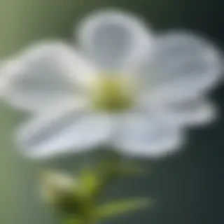 transparent white flower
