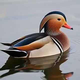 mandarin duck