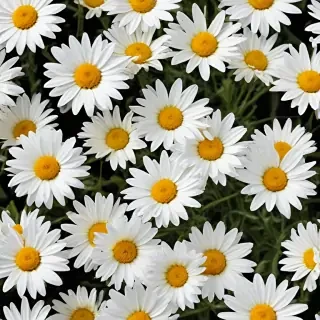 daisies png