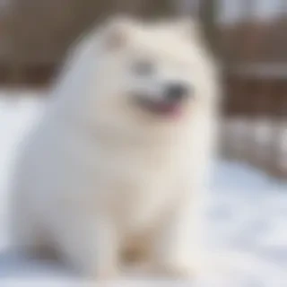 samoyed dog breed