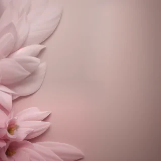 backgroud soft