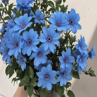 blue flowers aesthetic
