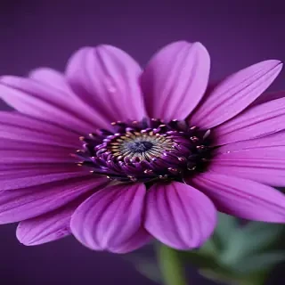 purple flower iphone wallpaper