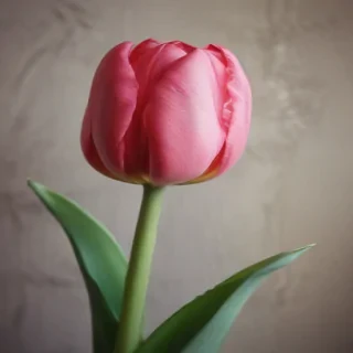 tulip iphone wallpaper