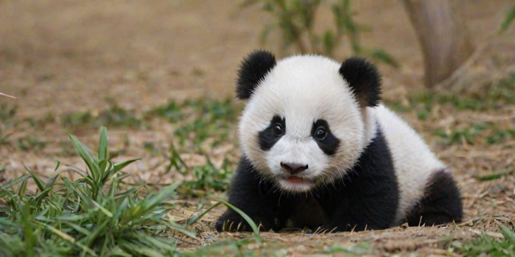 baby panda