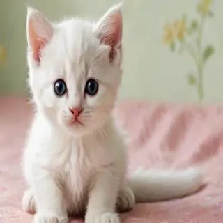 kitten wallpaper
