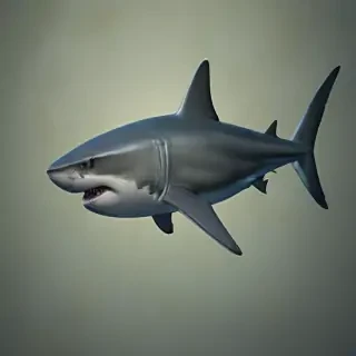 shark iphone wallpaper
