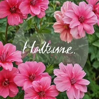 hello june images