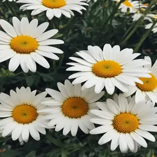 aesthetic daisy wallpaper