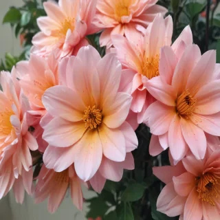 flower background iphone