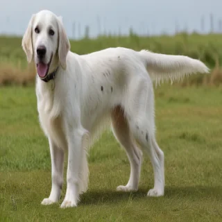 english setter