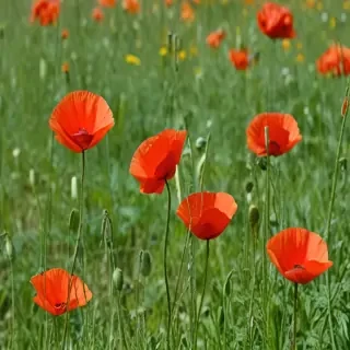 poppy flower