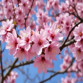 sakura flower