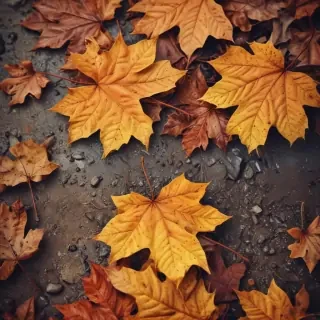 iphone wallpaper fall