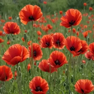 poppy flower