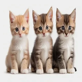 kittens transparent background