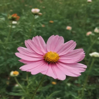 cosmos flower