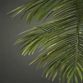 palm tree leaf png