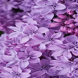lilac wallpaper iphone