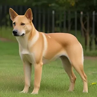 carolina dog breed