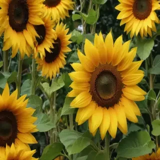 sunflower computer wallpaper