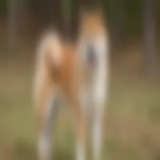 akita inu dog breed