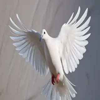 png dove