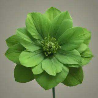 green flower png