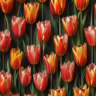 tulips wallpaper aesthetic