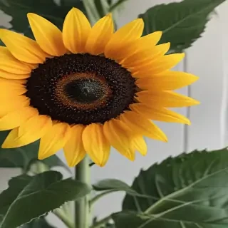 aesthetic sunflower