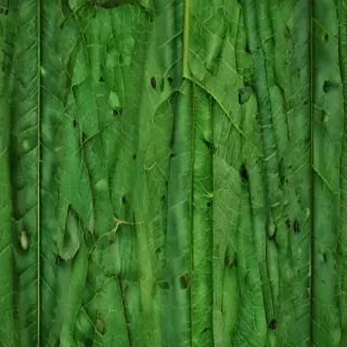 green leaf background