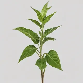 plant no background